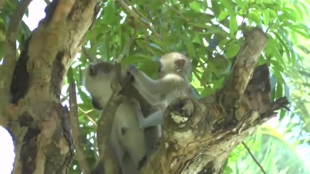 Affen Einem Hotelbereich Kenia — Stockvideo