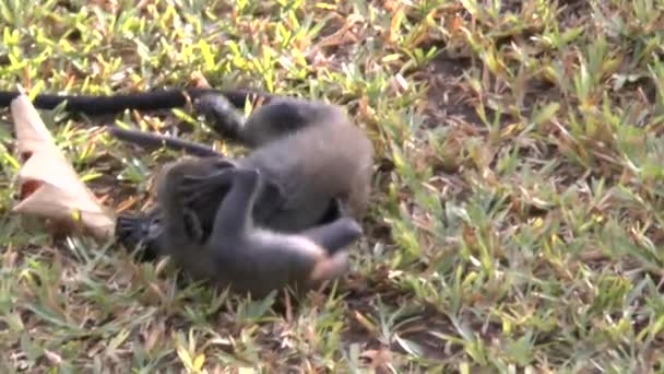 Monos Una Zona Hotel Kenia — Vídeo de stock