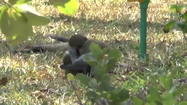 Singes Dans Une Zone Hôtelière Kenya — Video