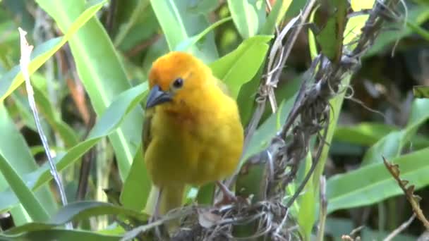 Oiseau Tisserand Jaune Dans Roseau — Video