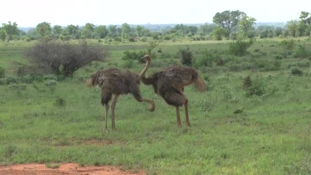 Avestruz Safari Sabana Kenia — Vídeo de stock