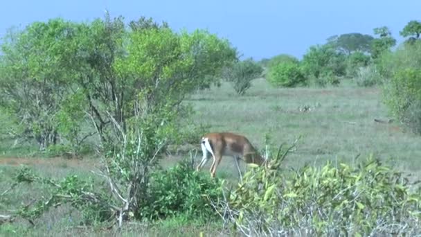 Antilopen Auf Savannensafari Kenia — Stockvideo