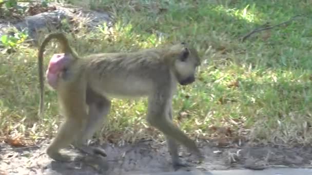 肯亚酒店区的猴子 — 图库视频影像