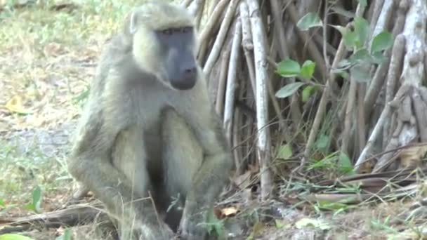 Macacos Uma Área Hotel Quênia — Vídeo de Stock