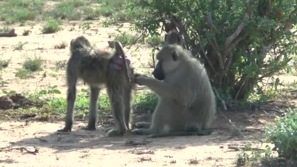 Babuínos Savana Safari Quênia — Vídeo de Stock