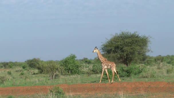Žirafy v savannah safari v Keni