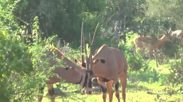 Antílopes Safari Sabana Kenia — Vídeos de Stock