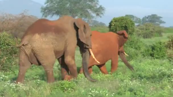 Elefantes Safari Sabana Kenia — Vídeo de stock