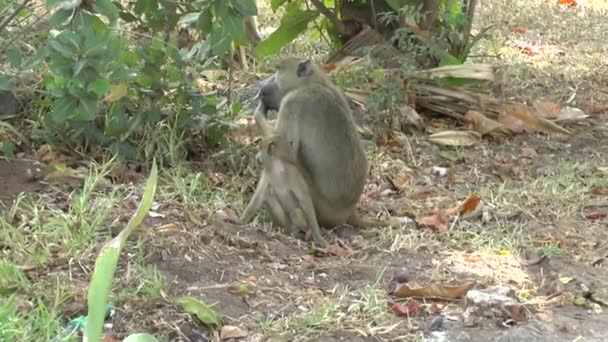 Monkeys Hotel Area Kenya — Stock Video