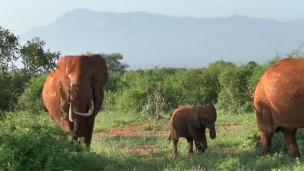 Słonie Savannah Safari Kenii — Wideo stockowe
