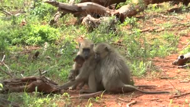 Paviane Auf Savannensafari Kenia — Stockvideo