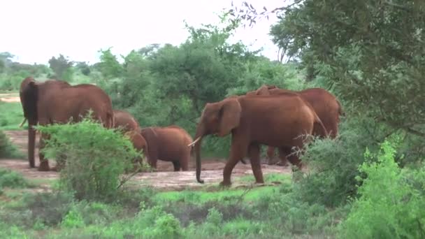 Elefantes Safari Sabana Kenia — Vídeo de stock