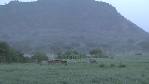 在肯尼亚大草原野生动物园的羚羊 — 图库视频影像