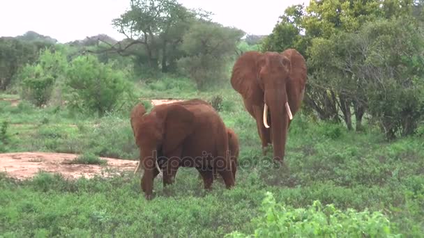 Elefanten Auf Savannensafari Kenia — Stockvideo