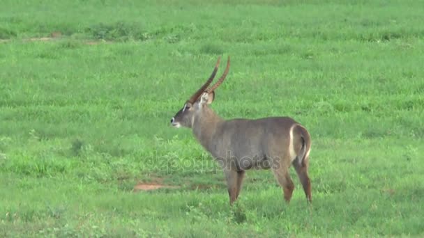 Антилопы Саванне Кении — стоковое видео
