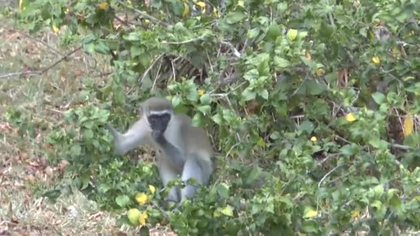 Monos Una Zona Hotelera Kenia — Vídeos de Stock