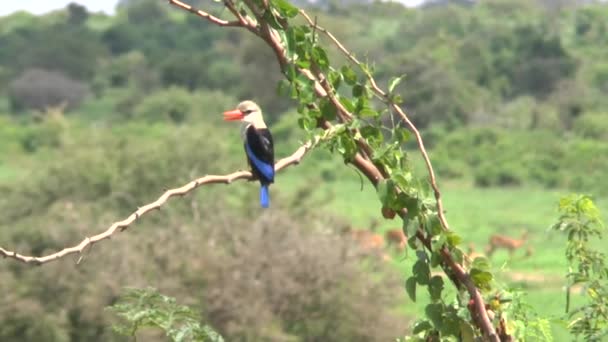 Kingfisher Stromě Keňa — Stock video