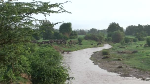 Buffalo Dans Savane Safari Kenya — Video