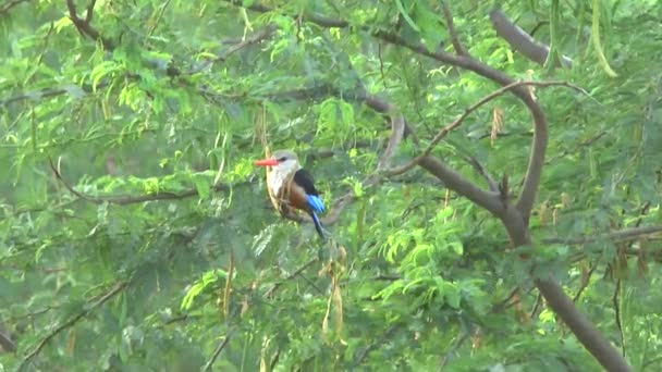 Kingfisher Dans Arbre Kenya — Video