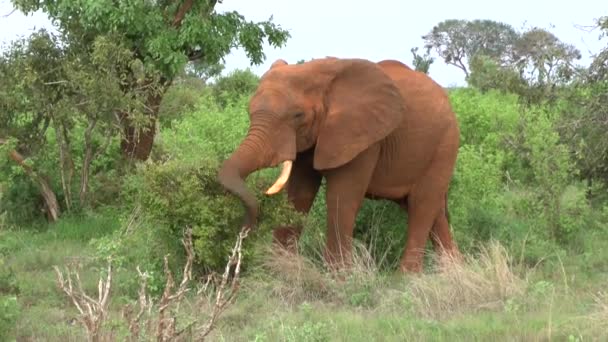 Elefantes Safari Sabana Kenia — Vídeos de Stock