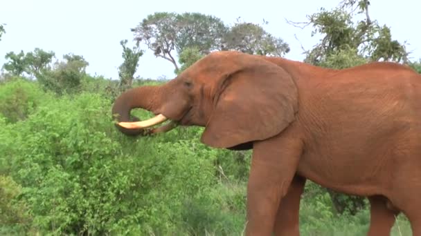 Elephants Savannah Safari Kenya — Stock Video