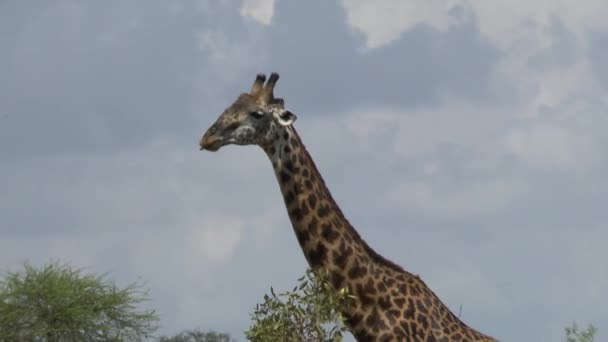 Zsiráfok Savannah Szafari Kenyában — Stock videók