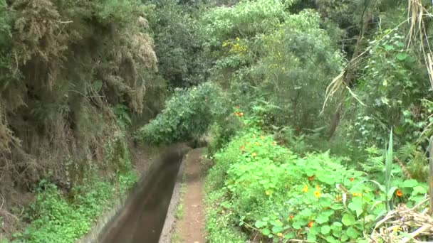 Madeira Levadas Zammı — Stok video