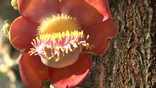 Florece Árbol Bala Cañón — Vídeo de stock