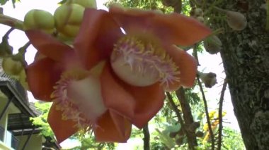 Cannonball ağacı, çiçeği