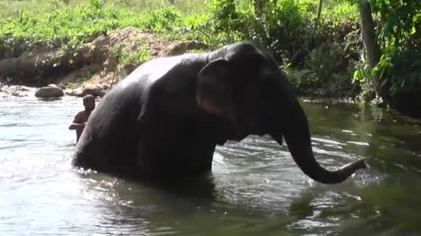 Ελέφαντας Στο Νερό Ταϊλάνδη — Αρχείο Βίντεο