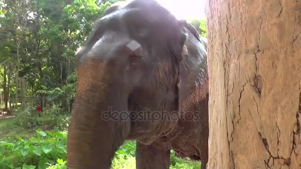 Éléphant dans l'eau Thaïlande 