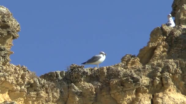 Algarve Bij Lagos Portugal — Stockvideo