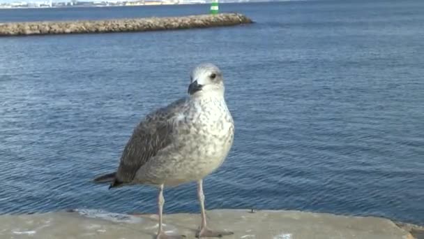 Gaviotas Una Pared — Vídeos de Stock