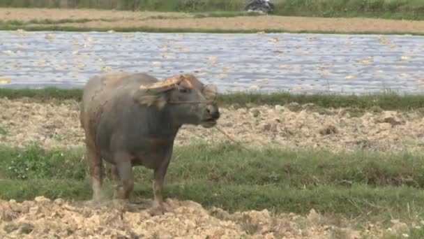 Rizières Vietnam — Video