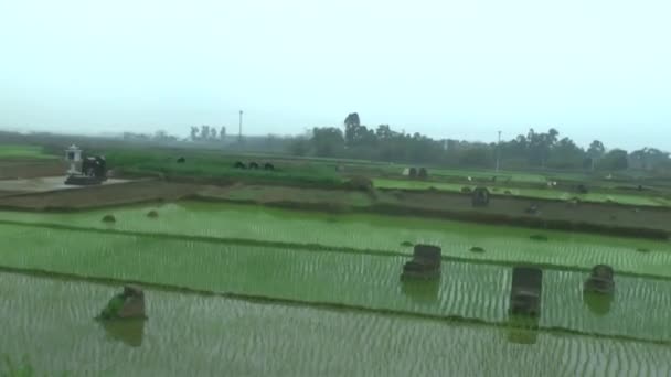 Rizières Vietnam — Video