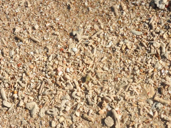 Shell Permanece Coral Pequenas Pedras Areia — Fotografia de Stock