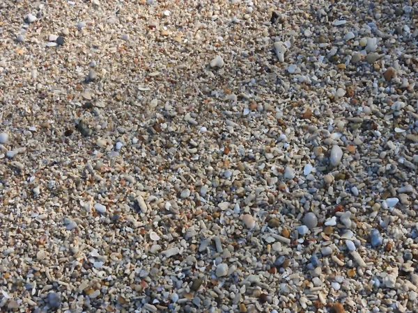 Shell Förblir Korall Små Stenar Och Sand — Stockfoto