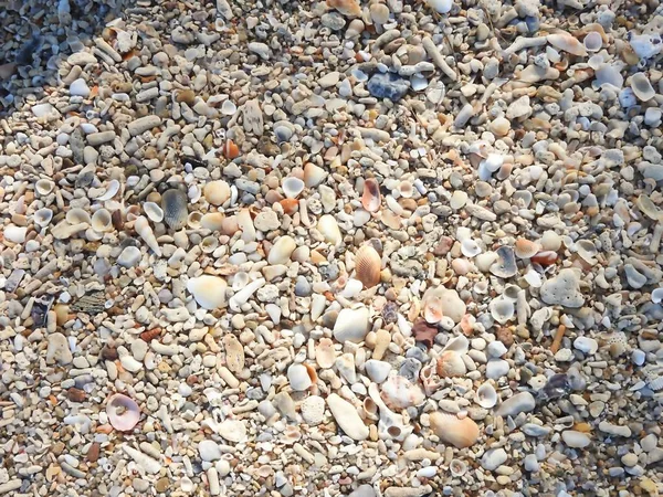 Раковина Остается Коралловыми Камнями Песком — стоковое фото