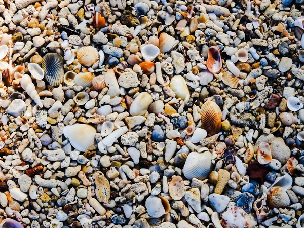 Shell Blijft Koraal Kleine Steentjes Zand — Stockfoto