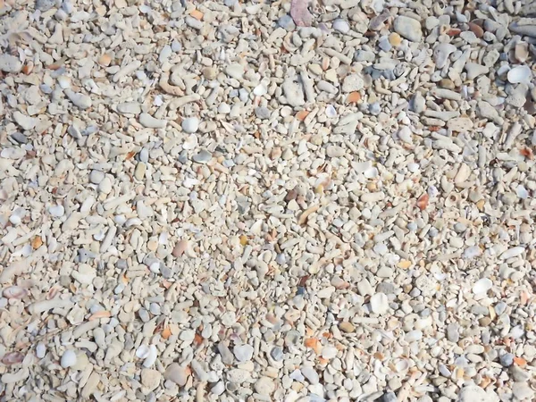 Κέλυφος Παραμένει Κοραλλιογενείς Μικρές Πέτρες Και Άμμο — Φωτογραφία Αρχείου
