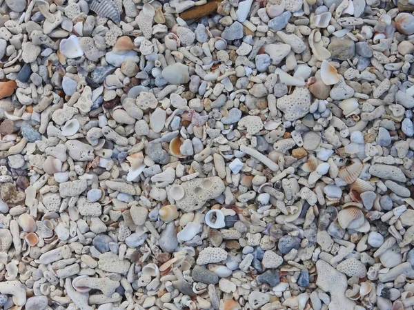 Shell Rimane Corallo Piccole Pietre Sabbia — Foto Stock