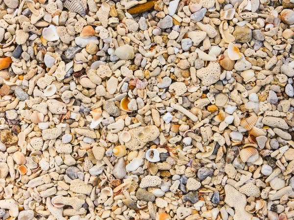 Shell Förblir Korall Små Stenar Och Sand — Stockfoto