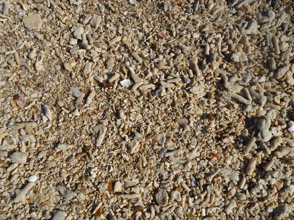 Shell Förblir Korall Små Stenar Och Sand — Stockfoto