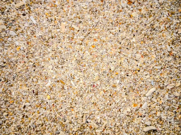 Shell Reste Corail Petites Pierres Sable — Photo