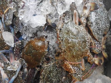 Karides bir Tayland tarihinde piyasa