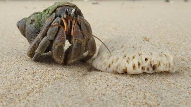 Yalnızcıl Yengeç üzerinde kumlu plaj, Khao Lak