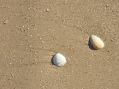 Seashell Tarih kumlu plaj, Khao Lak