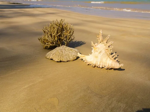 Muszla Piaszczystej Plaży Khao Lak — Zdjęcie stockowe