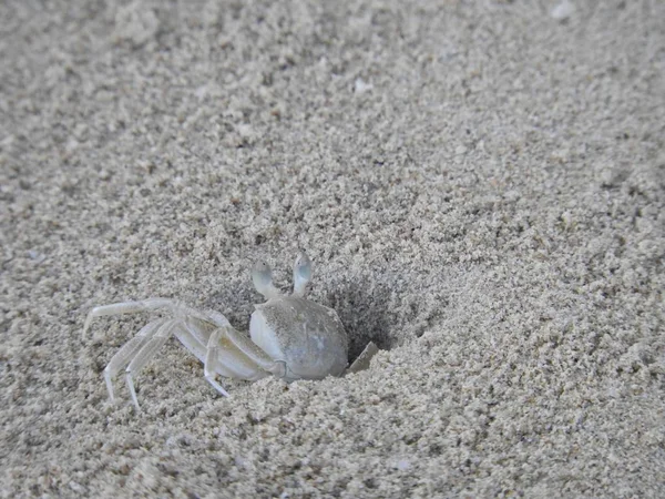 Krabben Het Strand — Stockfoto