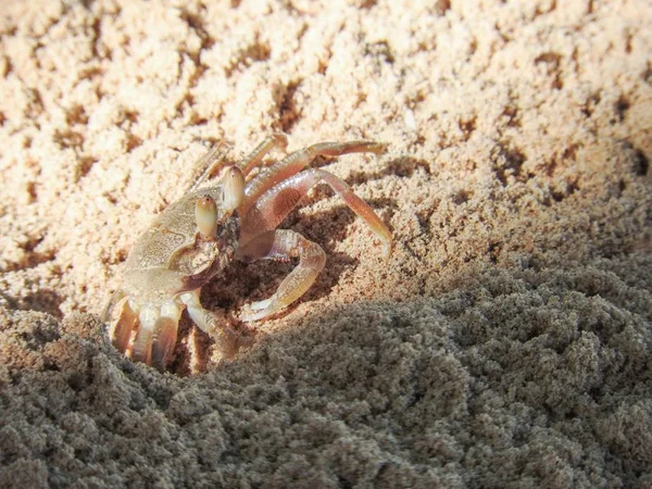 Krabben Het Strand — Stockfoto